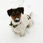 Mein Jack Russell Toni, im Schnee !