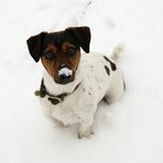 Mein Jack Russell Toni, im Schnee !