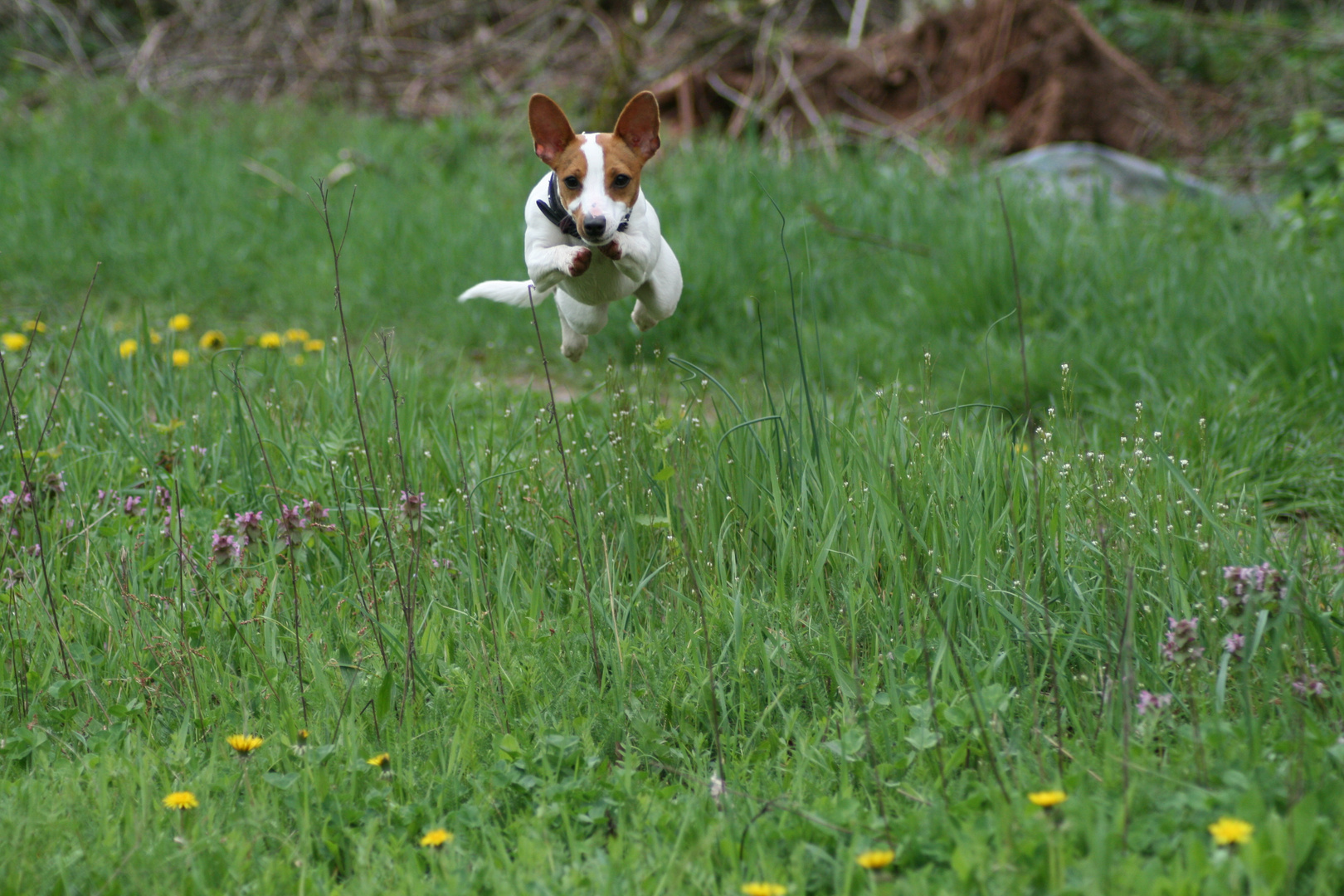 Mein Jacky im Anflug