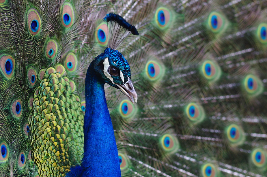 Mein jährliches Pfau-Foto ;-)