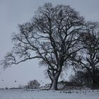 Mein jahrhunderte alter Freund - eine Schneeeiche