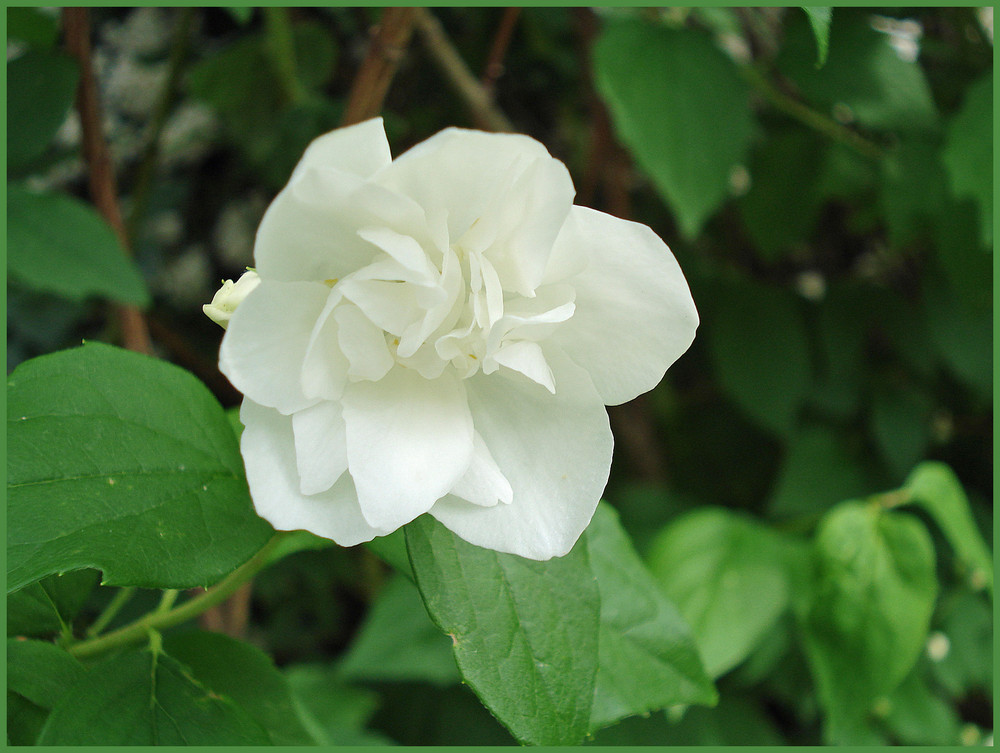 Mein jasminstrauch der im moment in voller blüte steht Foto & Bild