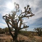 Mein Joshua Tree