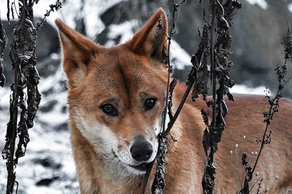 mein junger Dingofreund