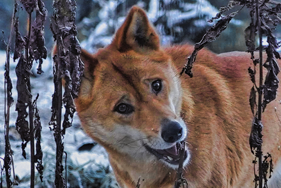 mein junger Dingofreund