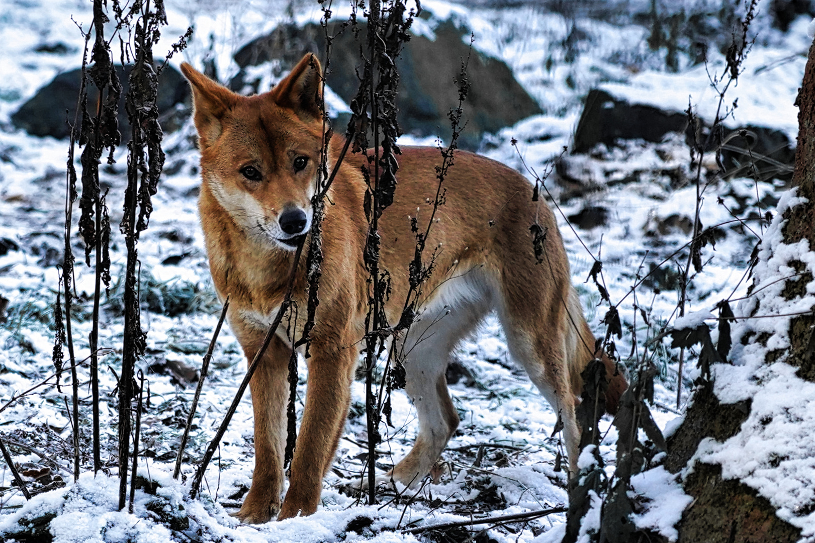 mein junger Dingofreund