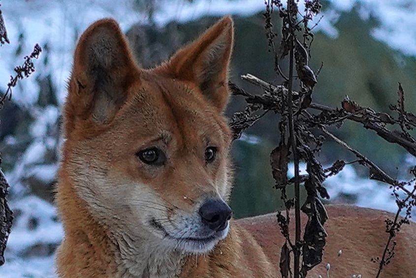 mein junger Dingofreund