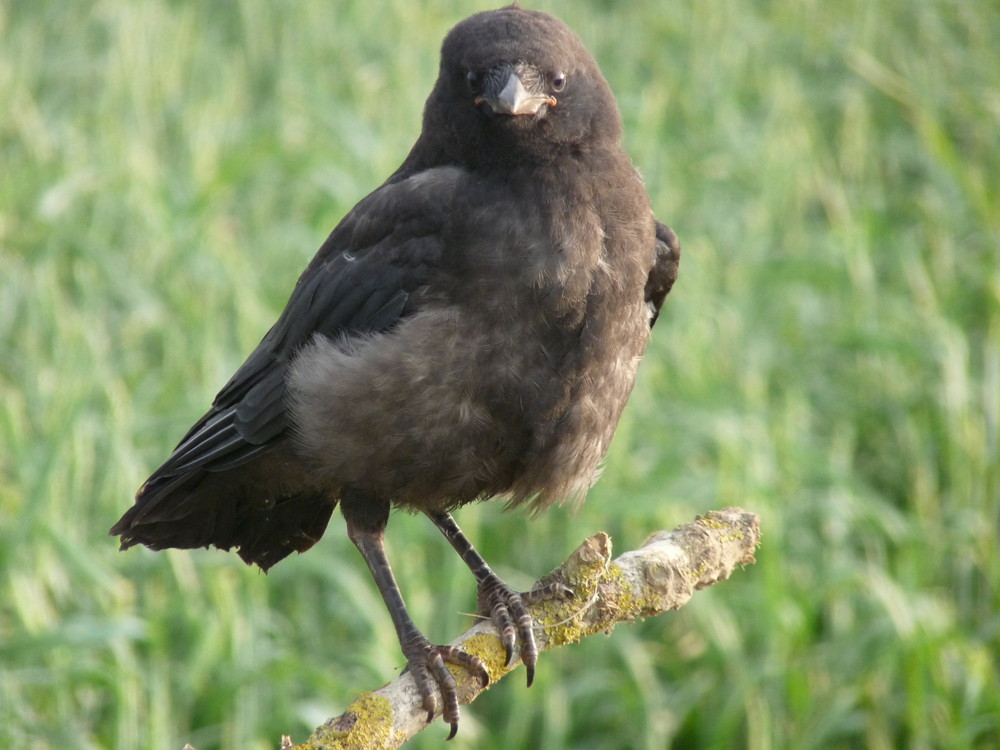 Mein junger Rabe Foto & Bild | tiere, tierkinder, natur Bilder auf ...