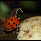 Mein Käfer im Terrarium....