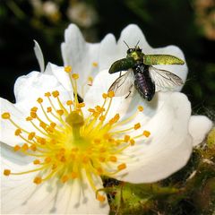 MEIN KÄFERFOTO DES JAHRES: Glänzender Eckschild-Prachtkäfer (Anthaxia nitidula)