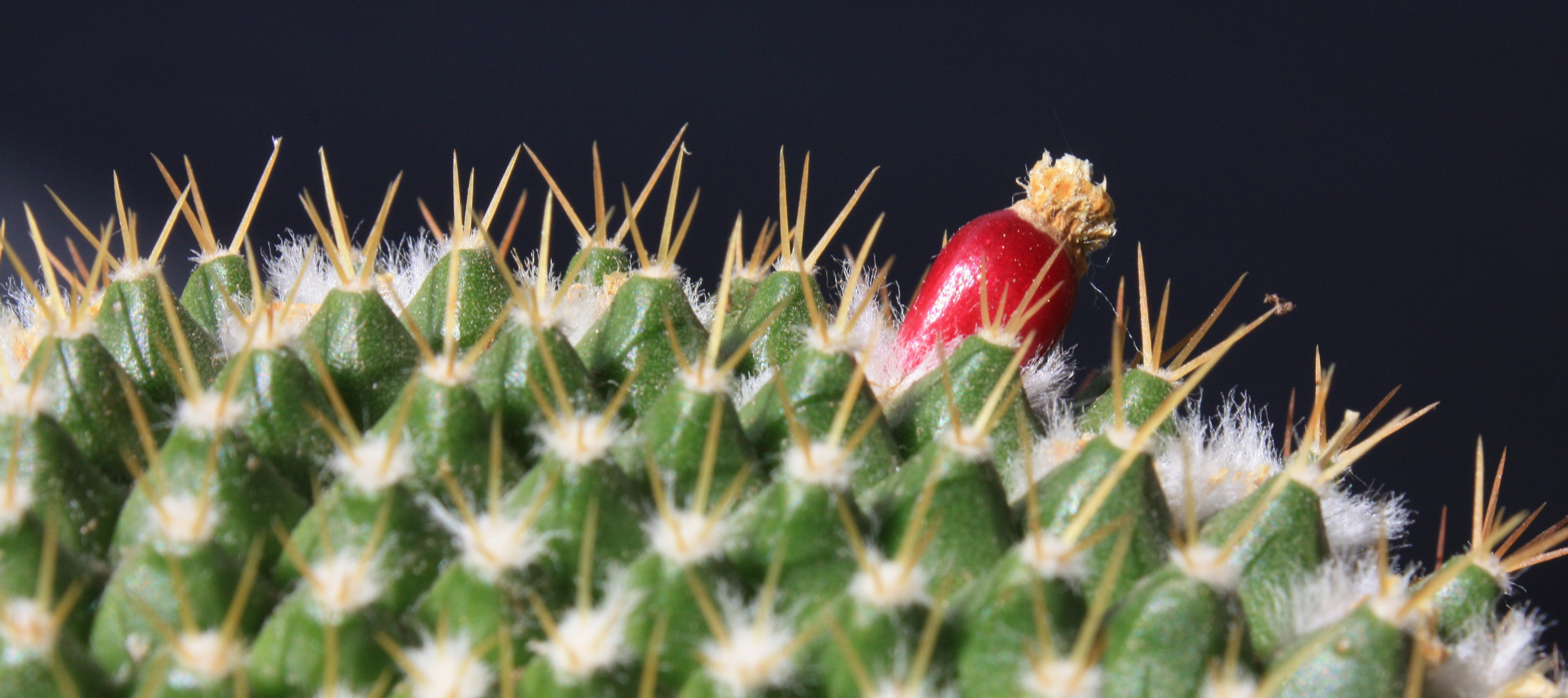 mein kaktus (mammillaria)