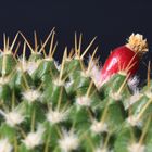 mein kaktus (mammillaria)