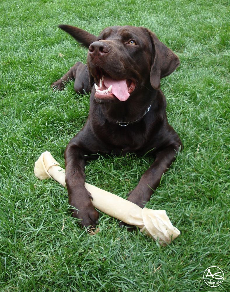 Kalender Hund Más De 1 000 Imágenes Gratis De hund kalender Y Hundir