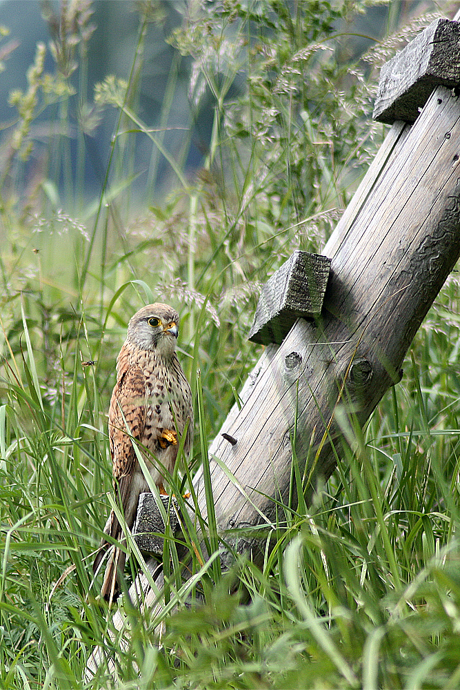 "Mein Kanzelwächter" - Turmfalke (Falco tinnunculus)