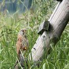 "Mein Kanzelwächter" - Turmfalke (Falco tinnunculus)