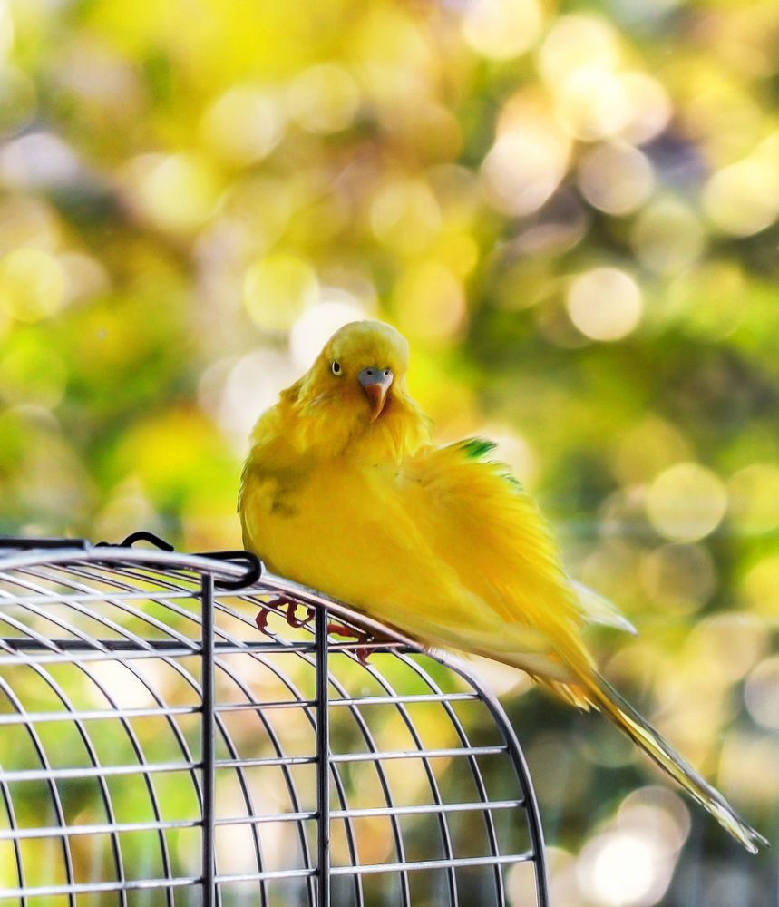 Mein Karlchen Foto & Bild tiere, haustiere, vögel Bilder auf