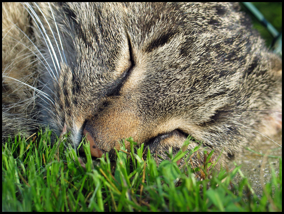 mein Kater