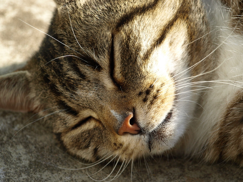 mein Kater 