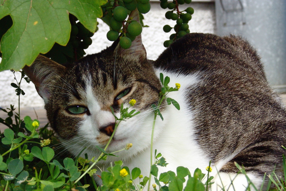 Mein Kater