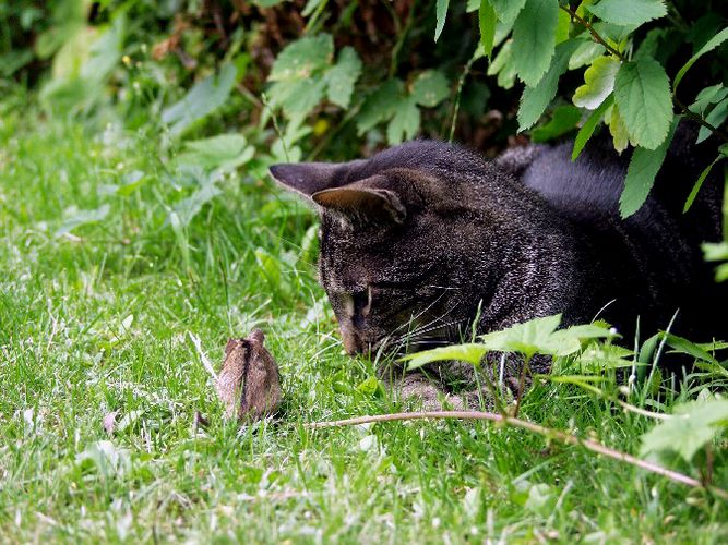 Mein Kater