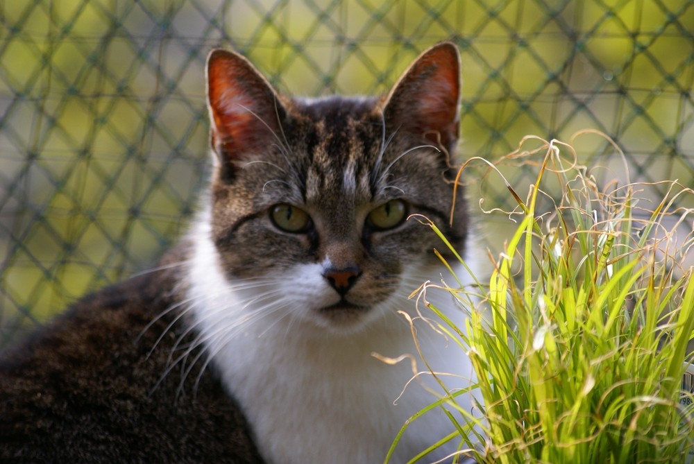 Mein Kater