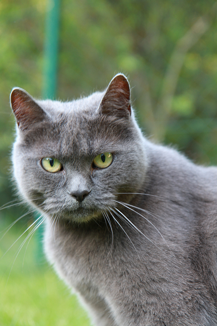 Mein Kater "Amadeus"