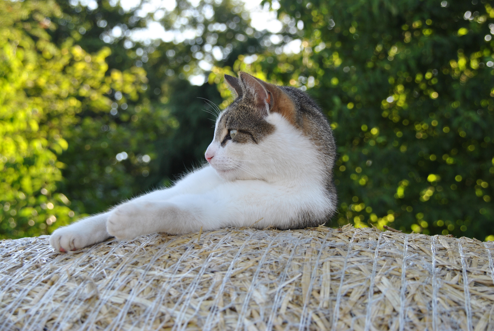 Mein Kater auf den Strohballen