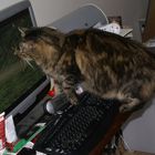 mein Kater auf virtueller Jagt