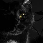 Mein Kater Blacky