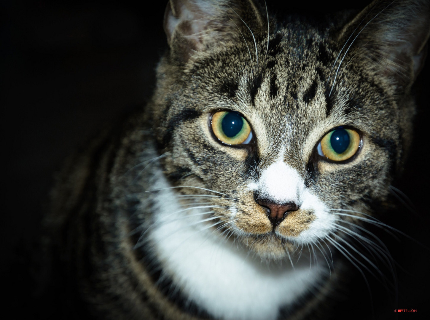 Mein Kater Carlito 10 Sekunden vor dem „Angriff“