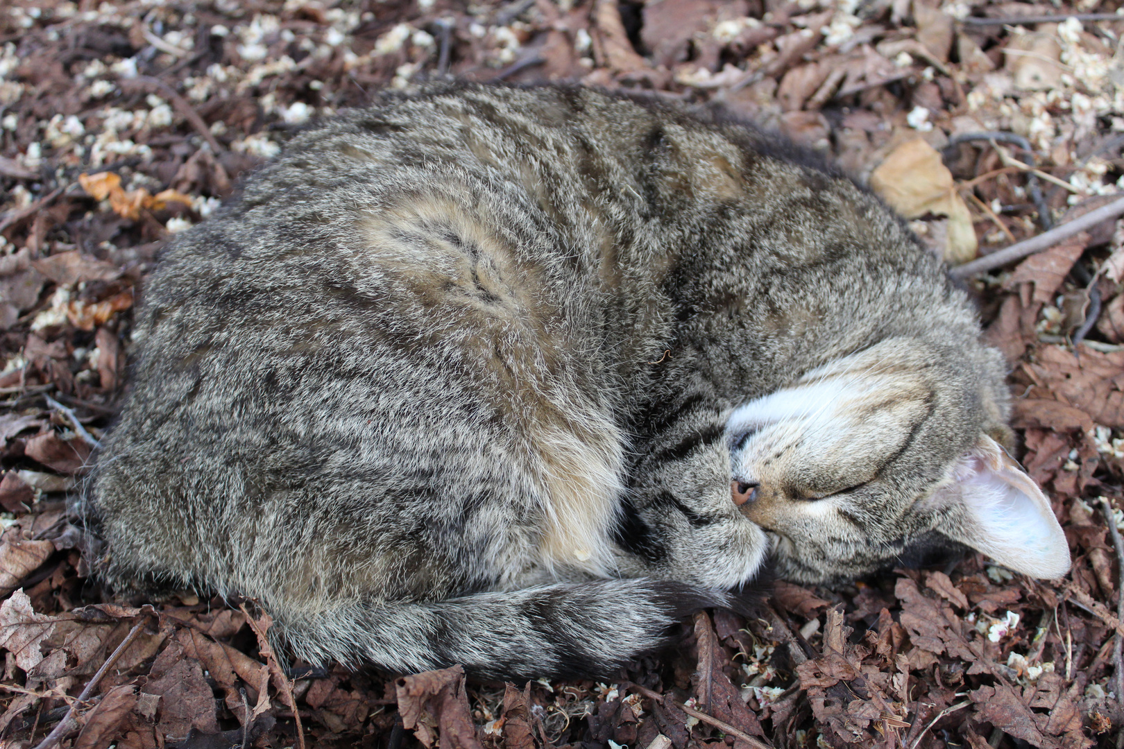 Mein Kater :D