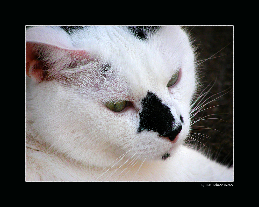 Mein Kater Darwin