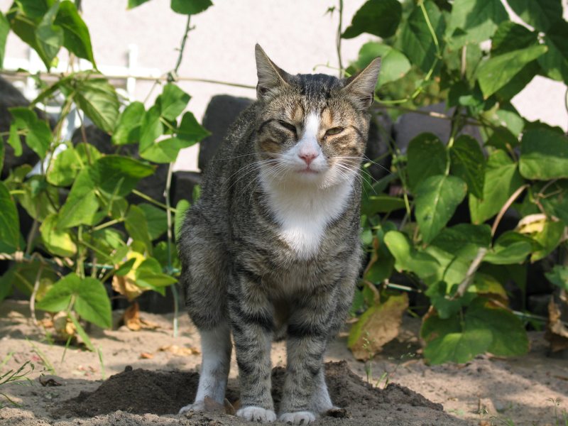 Mein Kater Felix beim grossen Geschäft