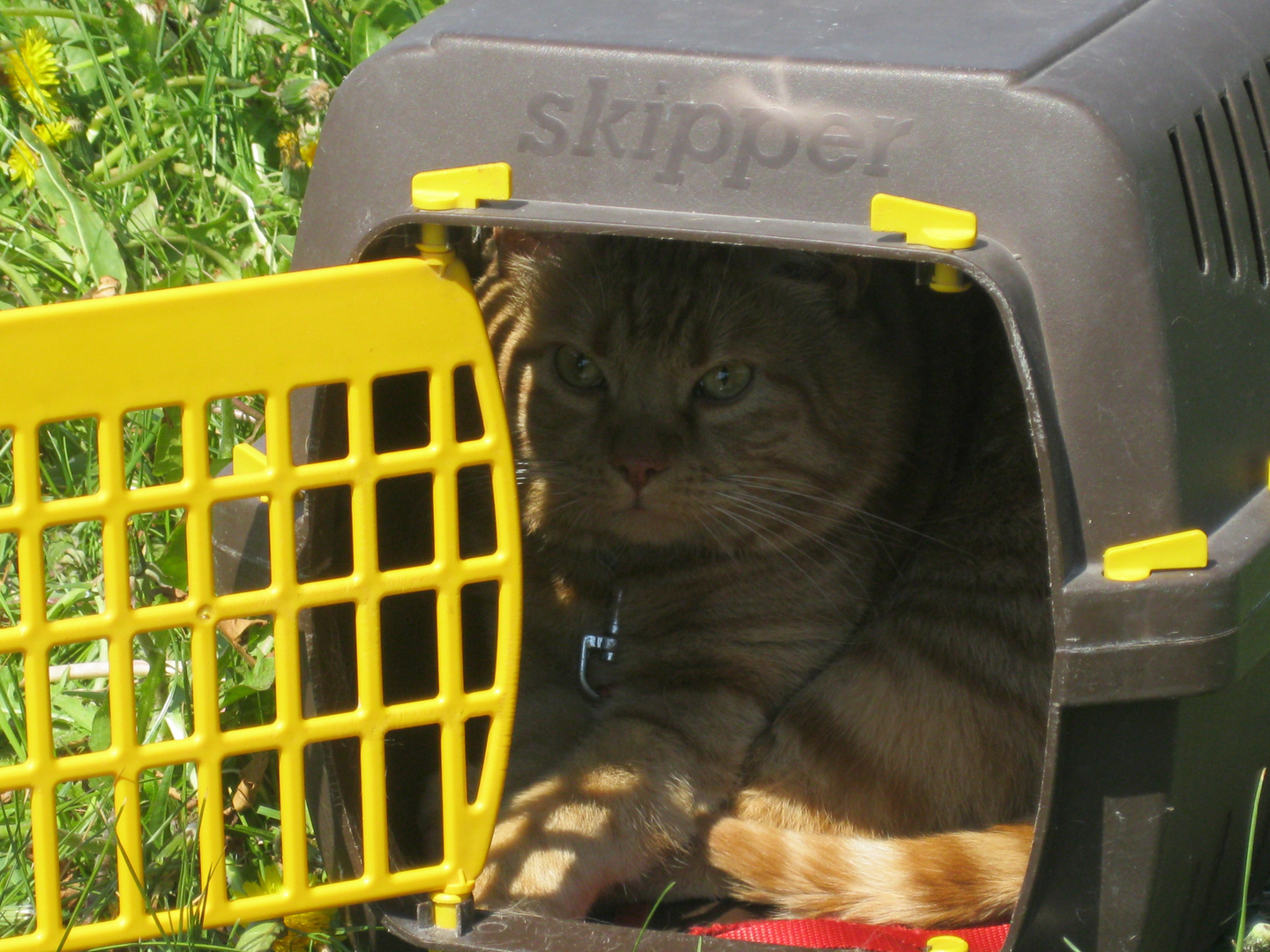 Mein Kater Garfield !