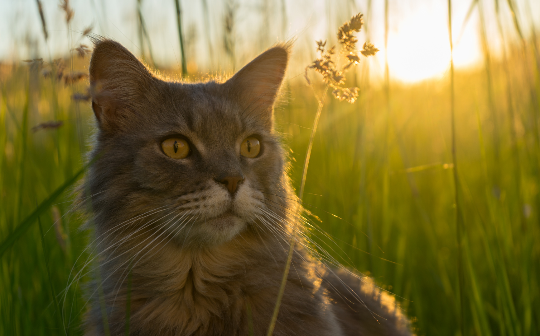 Mein Kater genießt den Sonnenuntergang