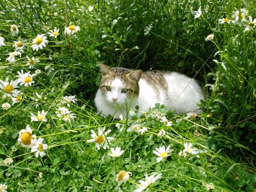 Mein Kater im Margeritenfeld