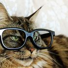 Mein Kater ist auch ein Nerd!