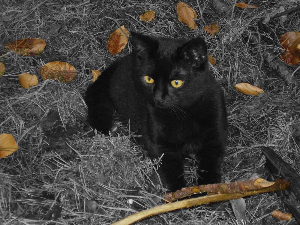 Mein Kater Joschkow