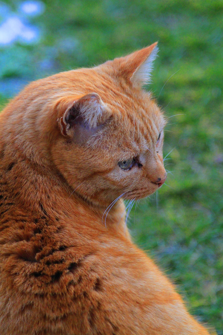 Mein Kater Leo (14 Jahre alt)