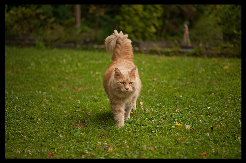 Mein Kater Leo