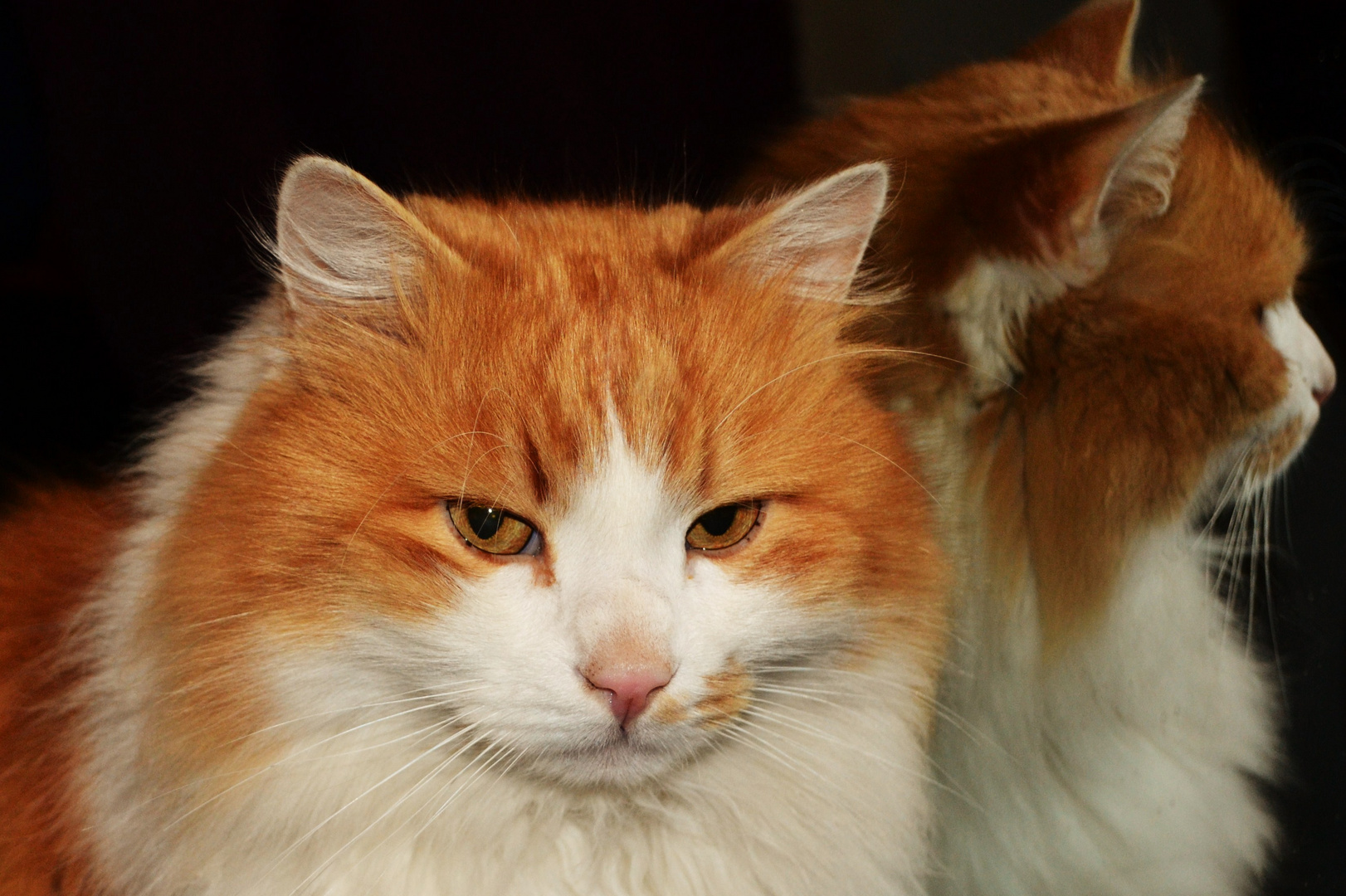 mein kater leopold, auch poldi genannt