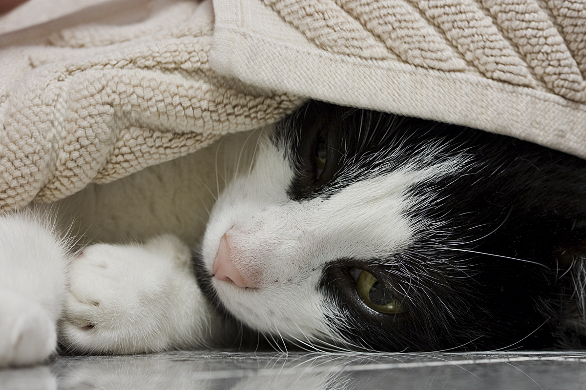 Mein Kater mal wieder unterm Badvorleger