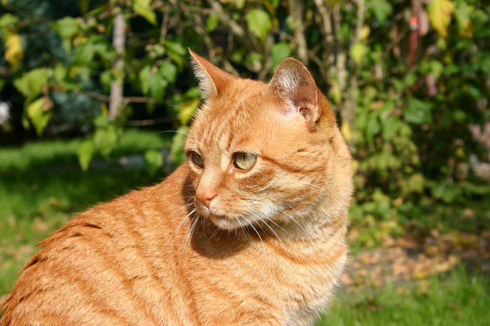 Mein Kater Moritz