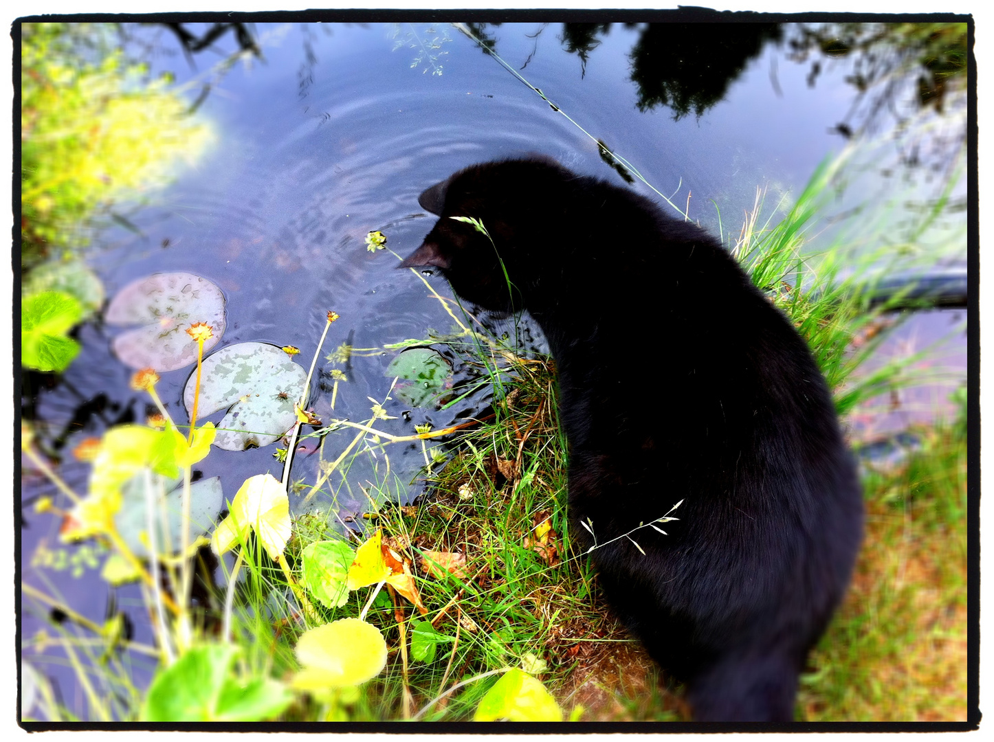 mein Kater Paul