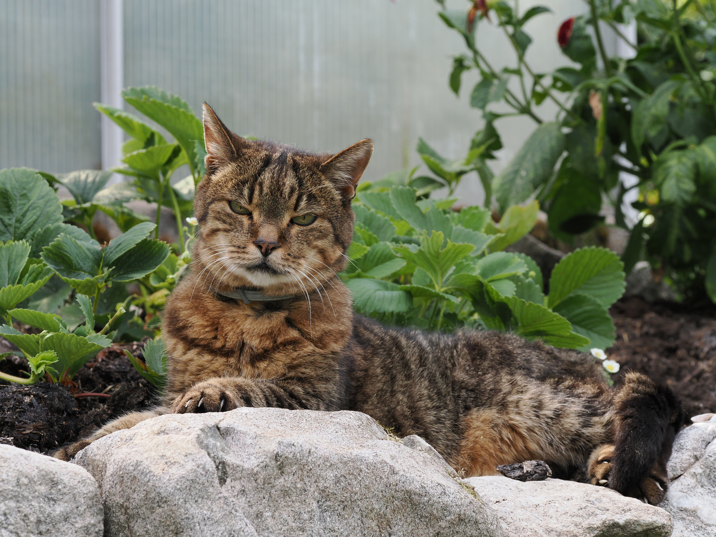 Mein Kater Rasputin