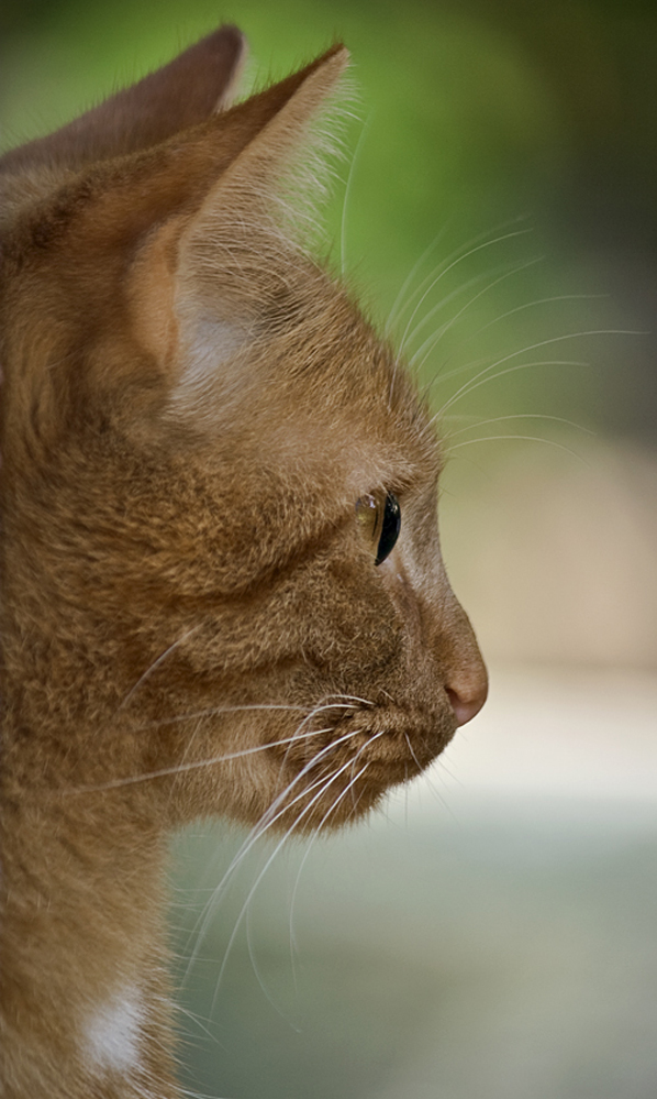 Mein Kater Sammy