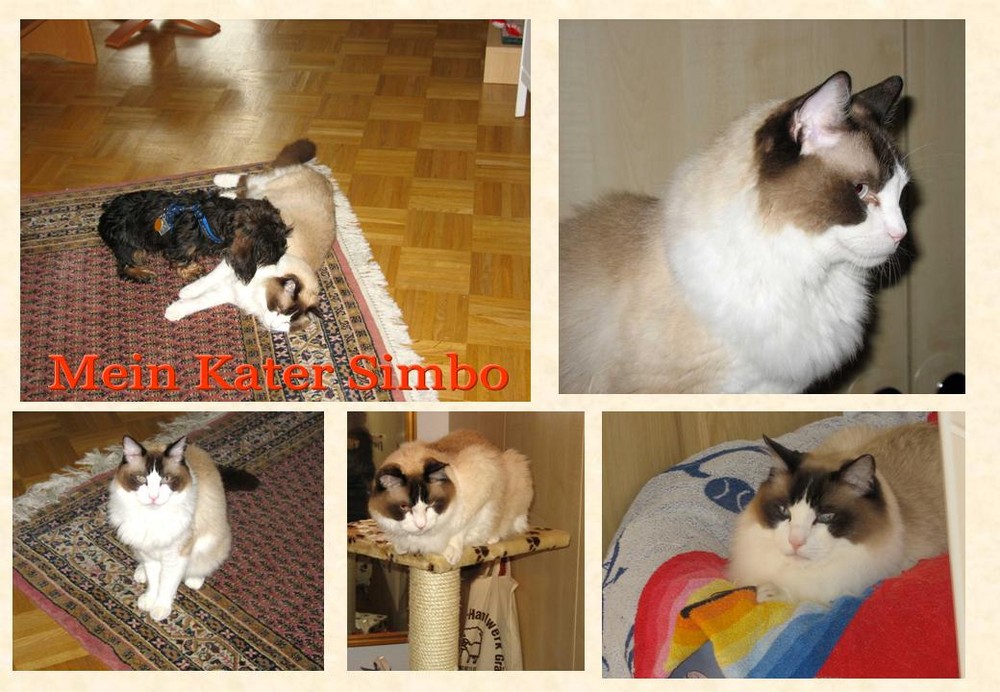 Mein Kater Simbo