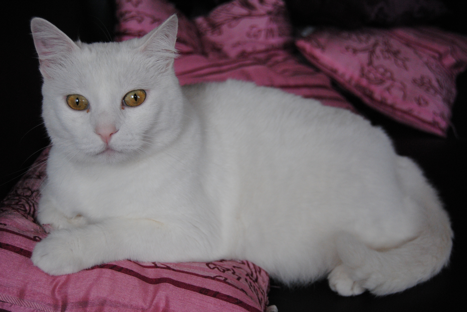 Mein Kater Snowy :)