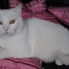 Mein Kater Snowy :)