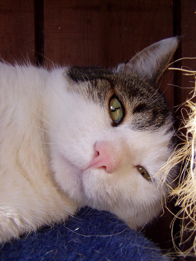 Mein Kater Theo auf dem Kratzbaum